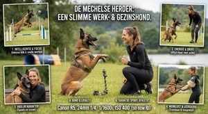Mechelse Herder eigenschappen karakter herkenbare trekjes en waarom baasjes zo gek zijn op deze slimme werkhond